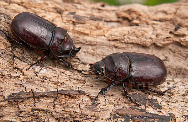 Nashornkäfer (Oryctes nasicornis)