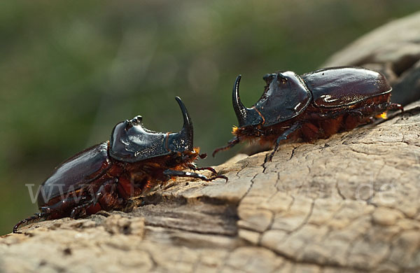 Nashornkäfer (Oryctes nasicornis)