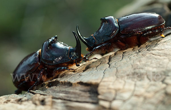 Nashornkäfer (Oryctes nasicornis)