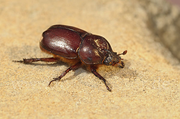 Nashornkäfer spec. (Phyllognathus excavatus)