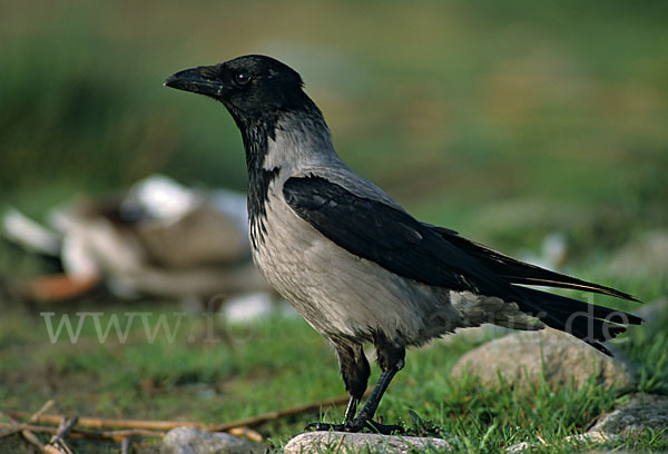 Nebelkrähe (Corvus corone cornix)