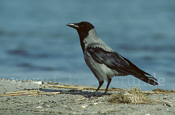 Nebelkrähe (Corvus corone cornix)