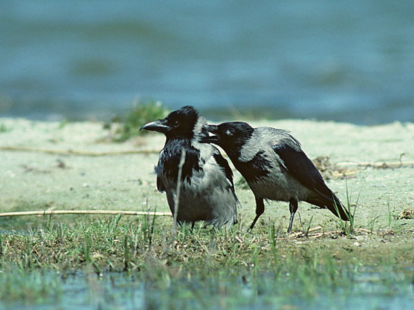 Nebelkrähe (Corvus corone cornix)