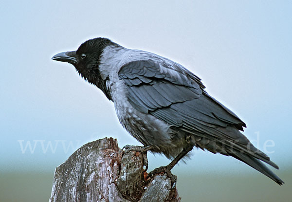 Nebelkrähe (Corvus corone cornix)