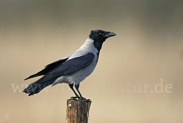 Nebelkrähe (Corvus corone cornix)