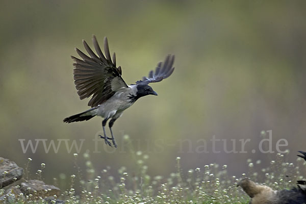 Nebelkrähe (Corvus corone cornix)