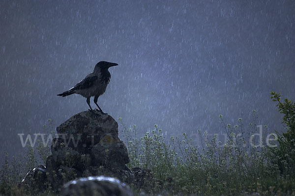 Nebelkrähe (Corvus corone cornix)