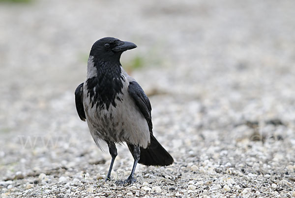 Nebelkrähe (Corvus corone cornix)