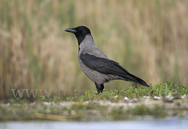 Nebelkrähe (Corvus corone cornix)