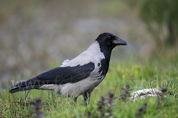 Nebelkrähe (Corvus corone cornix)