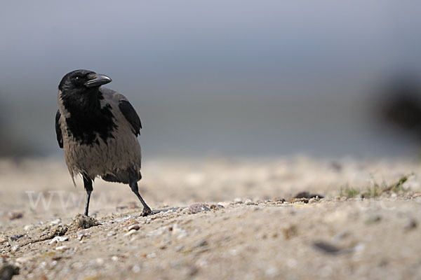 Nebelkrähe (Corvus corone cornix)