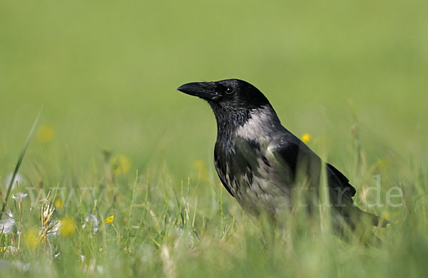 Nebelkrähe (Corvus corone cornix)