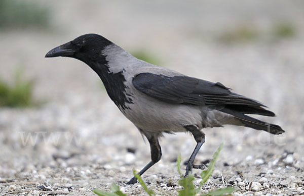 Nebelkrähe (Corvus corone cornix)