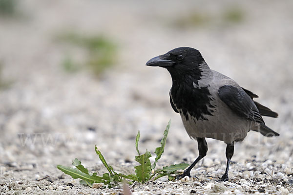 Nebelkrähe (Corvus corone cornix)