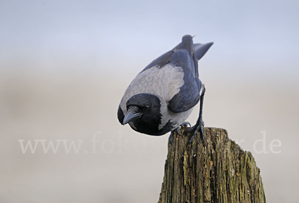 Nebelkrähe (Corvus corone cornix)