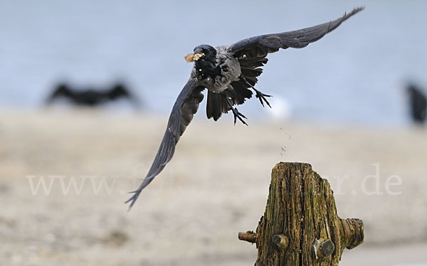 Nebelkrähe (Corvus corone cornix)