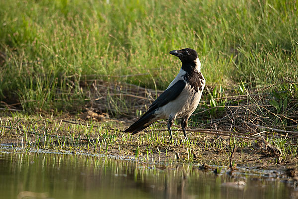 Nebelkrähe (Corvus corone cornix)