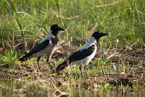 Nebelkrähe (Corvus corone cornix)