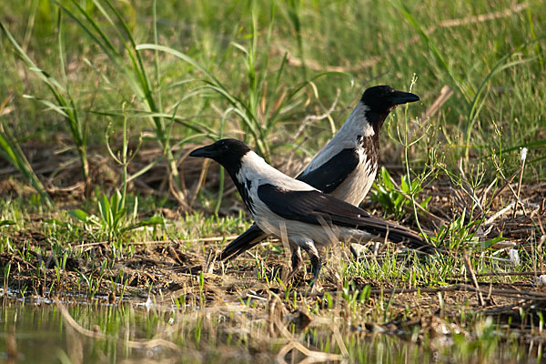 Nebelkrähe (Corvus corone cornix)