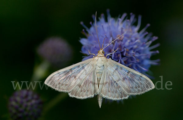 Nesselzünsler (Pleuroptya ruralis)