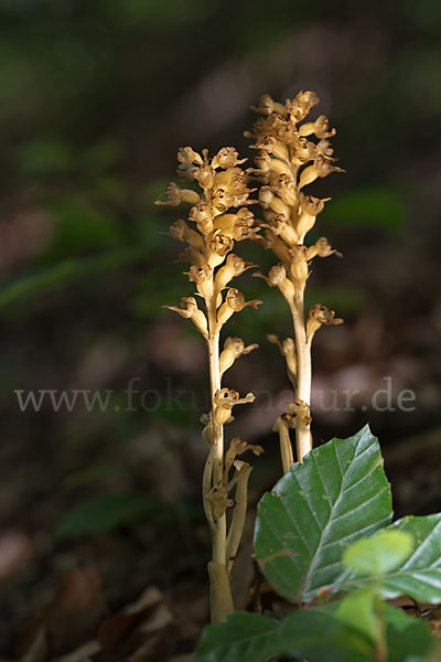 Nestwurz (Neottia nidus-avis)