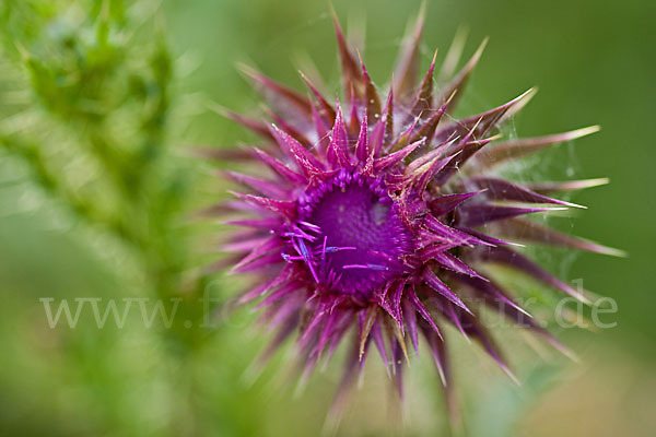 Nickende Distel (Carduus nutans)