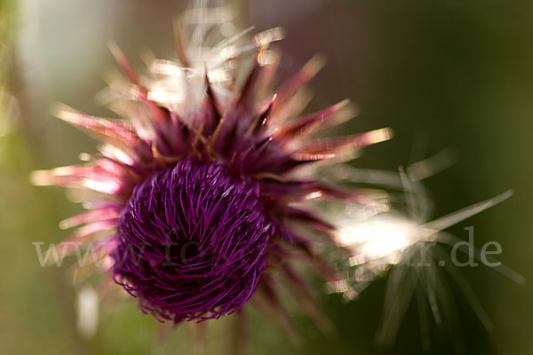 Nickende Distel (Carduus nutans)