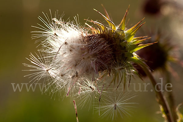 Nickende Distel (Carduus nutans)