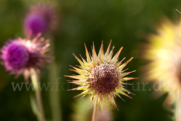 Nickende Distel (Carduus nutans)