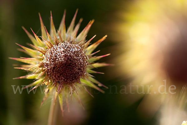 Nickende Distel (Carduus nutans)