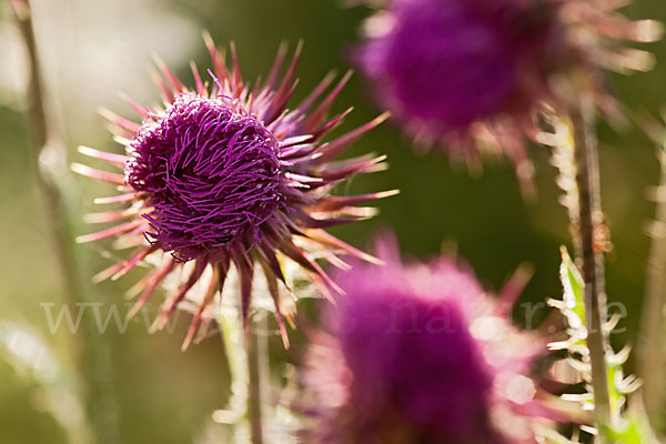 Nickende Distel (Carduus nutans)