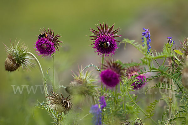 Nickende Distel (Carduus nutans)