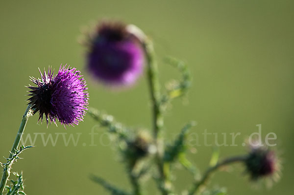 Nickende Distel (Carduus nutans)