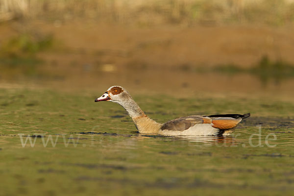 Nilgans (Alopochen aegyptiacus)