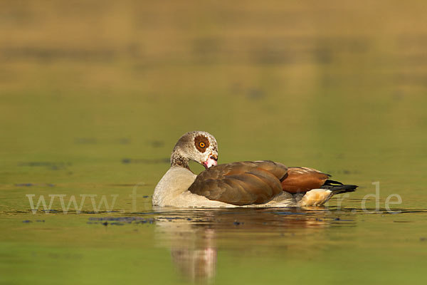 Nilgans (Alopochen aegyptiacus)