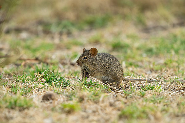 Nilgrasratte (Arvicanthis niloticus)