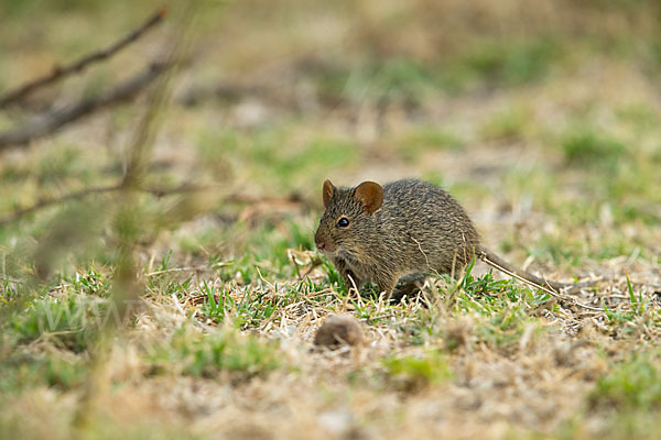 Nilgrasratte (Arvicanthis niloticus)