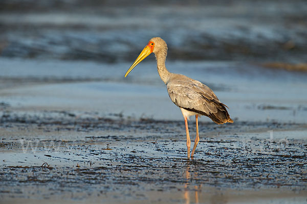 Nimmersatt (Mycteria ibis)