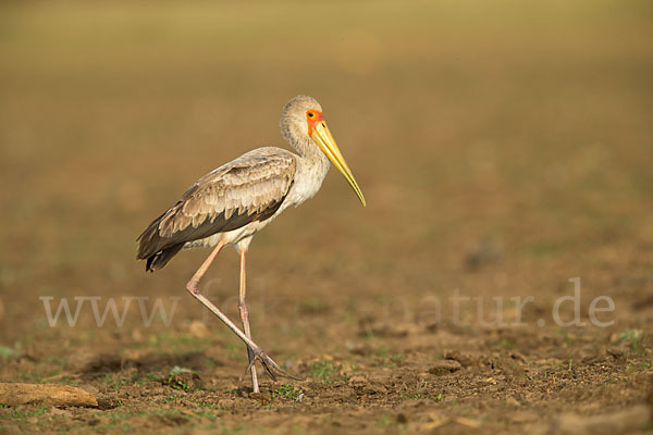 Nimmersatt (Mycteria ibis)