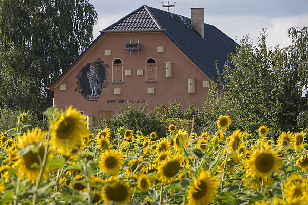 Nistkasten (nest box)