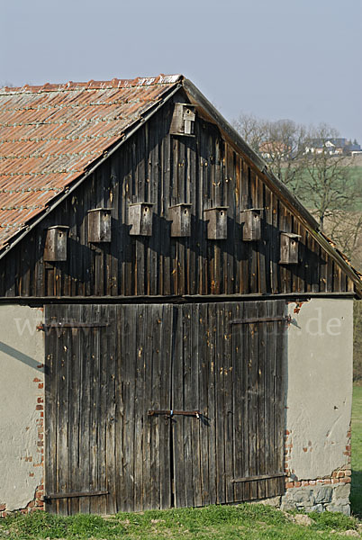 Nistkasten (nest box)