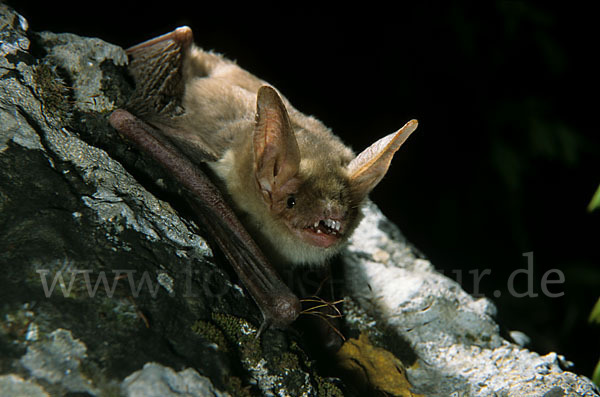 Nordafrikanisches Mausohr (Myotis punicus)