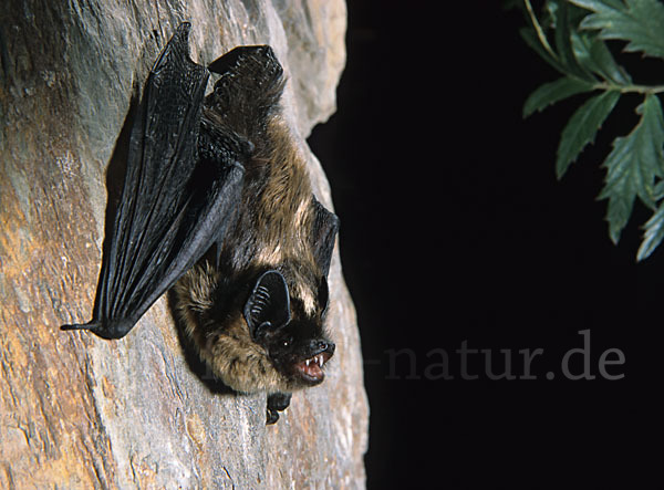 Nordfledermaus (Eptesicus nilssoni)