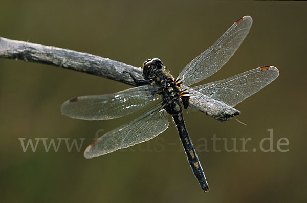 Nordische Moosjungfer (Leucorrhinia rubicunda)