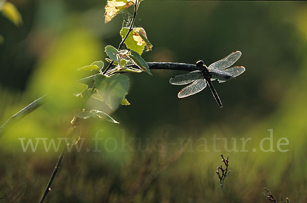 Nordische Moosjungfer (Leucorrhinia rubicunda)