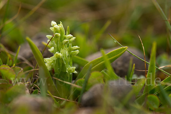 Nordische Waldhyazinthe (Platanthera hyperborea)