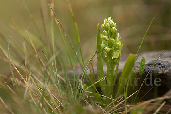 Nordische Waldhyazinthe (Platanthera hyperborea)