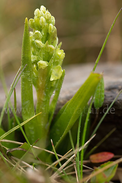 Nordische Waldhyazinthe (Platanthera hyperborea)