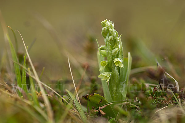 Nordische Waldhyazinthe (Platanthera hyperborea)