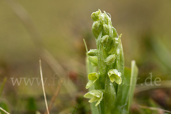 Nordische Waldhyazinthe (Platanthera hyperborea)